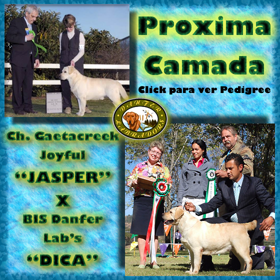Prox Camada